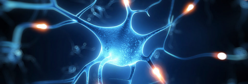 Neuron network in a brain